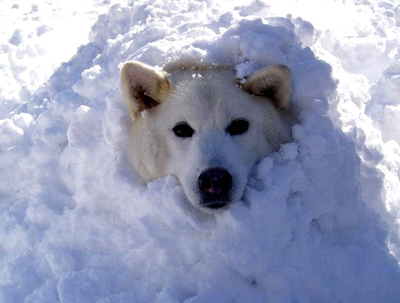 Téli kutyatartás veszélyei